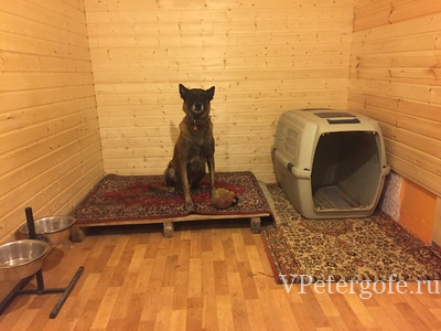 Гостиница для собак любых пород и размеров. 