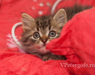 Котенок-девочка ищет дом