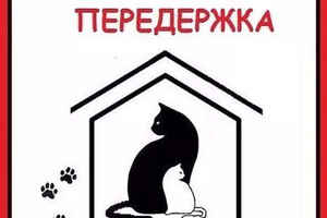 Домашняя передержка